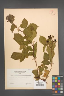 Rubus plicatus [KOR 54236]