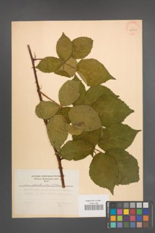 Rubus plicatus [KOR 30003]