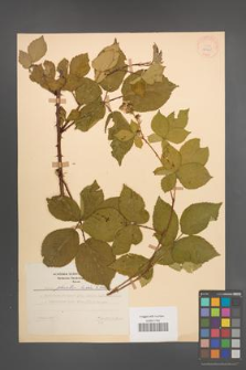Rubus plicatus [KOR 28025]