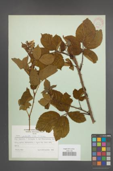 Rubus plicatus [KOR 30672]