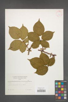 Rubus plicatus [KOR 25620]