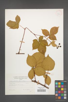 Rubus plicatus [KOR 25845]
