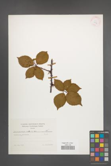 Rubus plicatus [KOR 25637]