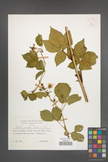 Rubus plicatus [KOR 29990]