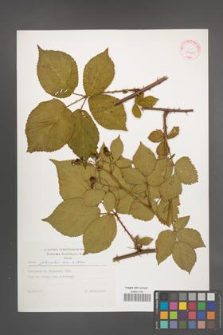 Rubus plicatus [KOR 29228]