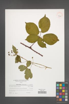 Rubus plicatus [KOR 39665]