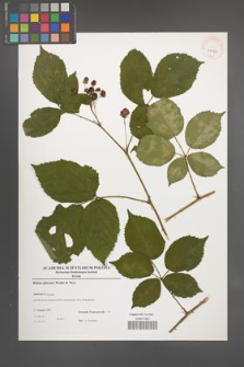 Rubus plicatus [KOR 39023]