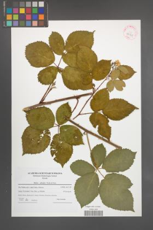 Rubus plicatus [KOR 42361]