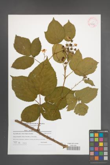 Rubus plicatus [KOR 42350]