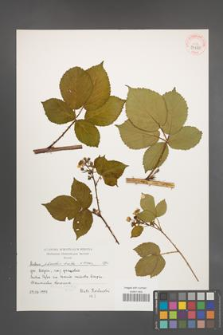 Rubus plicatus [KOR 39360]