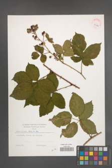Rubus plicatus [KOR 39119]
