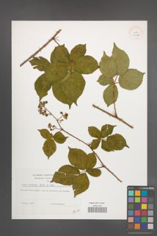 Rubus plicatus [KOR 39130]