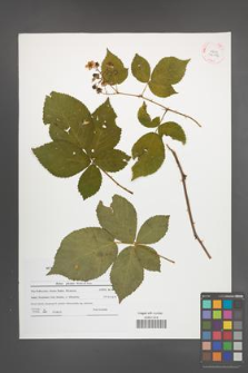 Rubus plicatus [KOR 42076]