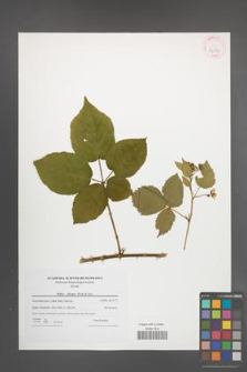 Rubus plicatus [KOR 42354]