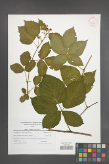 Rubus plicatus [KOR 42355]