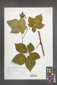 Rubus plicatus [KOR 42356]