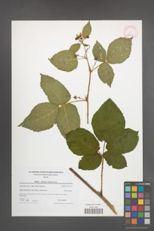 Rubus plicatus [KOR 42358]