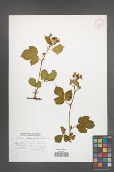 Rubus plicatus [KOR 42440]