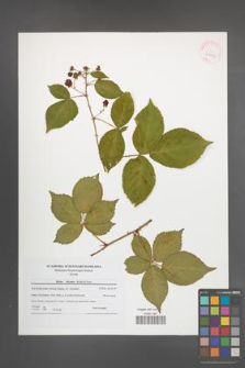Rubus plicatus [KOR 41993]