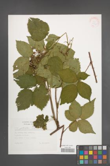 Rubus plicatus [KOR 30567]