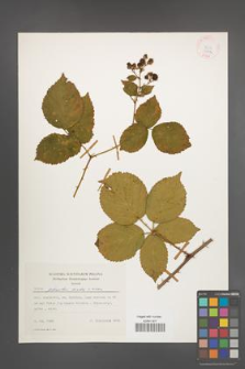 Rubus plicatus [KOR 24876]