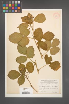 Rubus plicatus [KOR 10046]