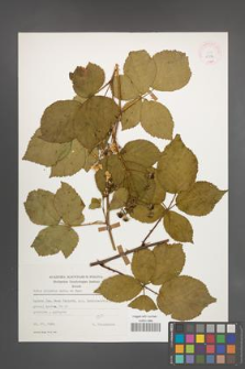 Rubus plicatus [KOR 25584]