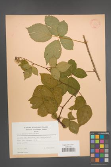 Rubus plicatus [KOR 22795]