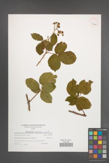 Rubus plicatus [KOR 39641]