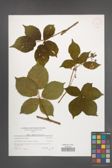 Rubus plicatus [KOR 39787]
