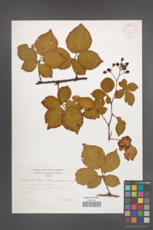 Rubus plicatus [KOR 35509]