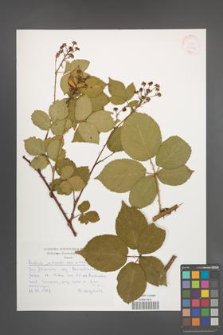 Rubus plicatus [KOR 30534]