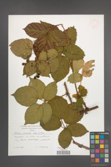 Rubus plicatus [KOR 47611]