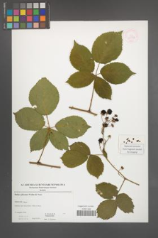 Rubus plicatus [KOR 52906]