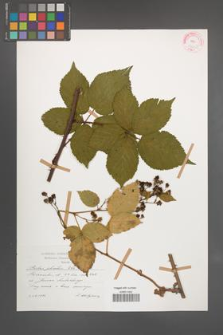 Rubus plicatus [KOR 47602]