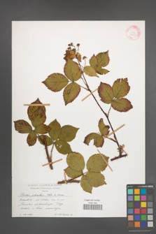 Rubus plicatus [KOR 47613]
