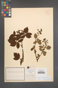 Rubus plicatus [KOR 54257]