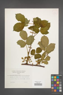 R. [Rubus] plicatus [KOR 25658]