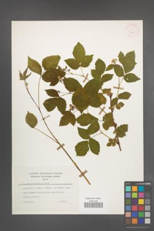 Rubus plicatus [KOR 25662]
