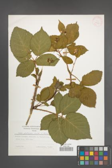 Rubus plicatus [KOR 25223]