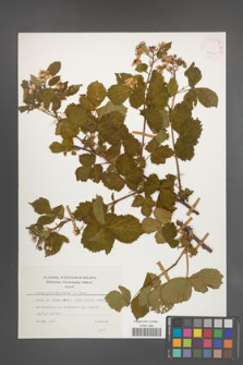 Rubus plicatus [KOR 24964]