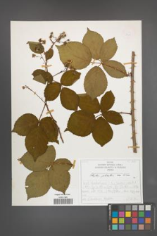 Rubus plicatus [KOR 50324]