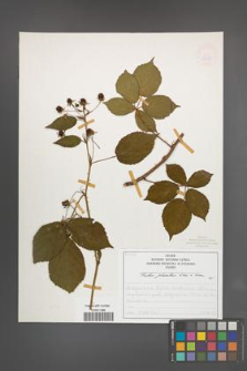 Rubus plicatus [KOR 50333]