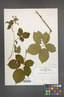 Rubus plicatus [KOR 50327]