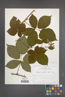 Rubus plicatus [KOR 50326]