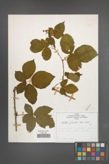 Rubus plicatus [KOR 50328]