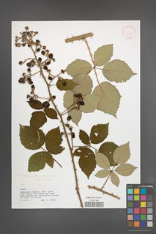 Rubus portae-moravicae [KOR 33232]