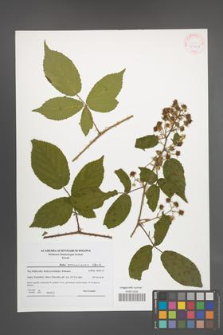 Rubus posnaniensis [KOR 41908]