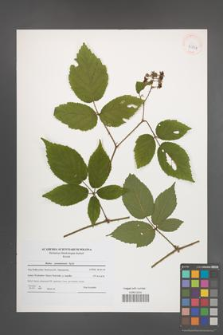 Rubus posnaniensis [KOR 41224]