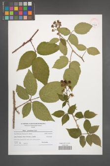 Rubus posnaniensis [KOR 41226]